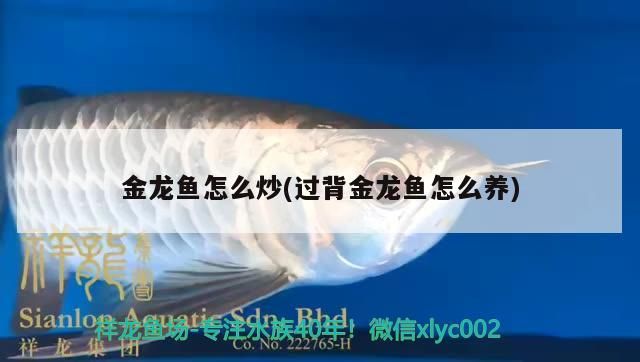 金龍魚怎么炒(過背金龍魚怎么養)