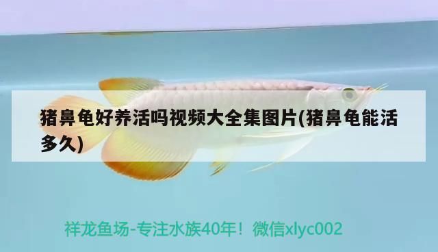 豬鼻龜好養(yǎng)活嗎視頻大全集圖片(豬鼻龜能活多久) 豬鼻龜好養(yǎng)活嗎視頻大全集圖片(豬鼻龜能活多久) 豬鼻龜百科