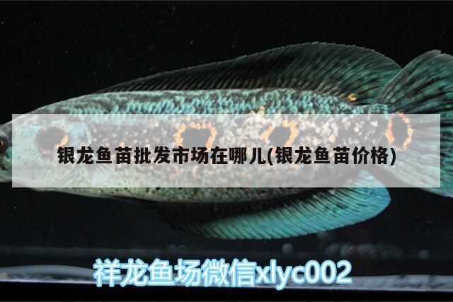銀龍魚苗批發(fā)市場在哪兒(銀龍魚苗價(jià)格)