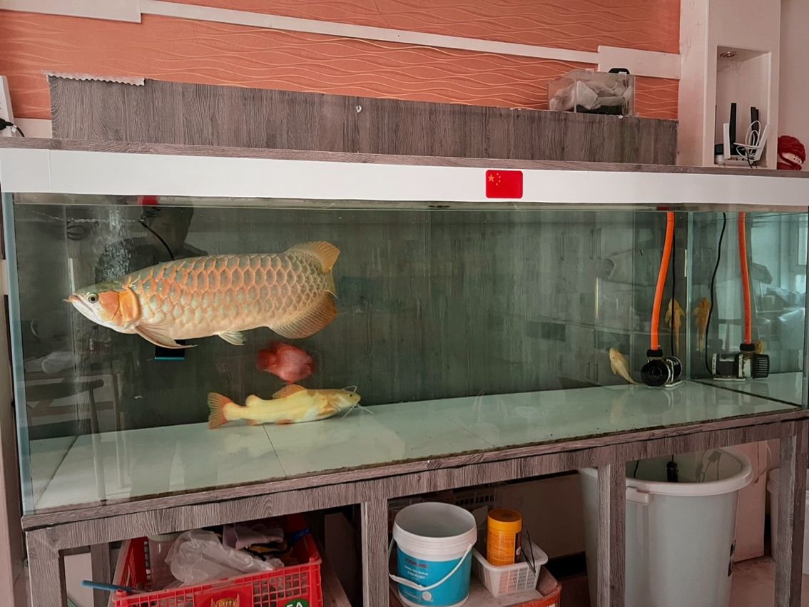 一個月的口糧補充到位 一個月的口糧補充到位 龍魚論壇 第4張