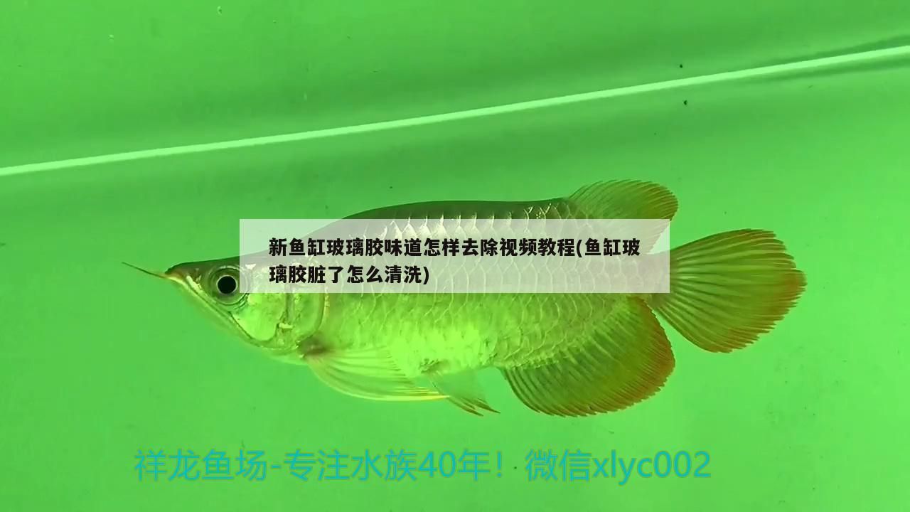 魚缸造景先放沙還是先放水(魚缸造景先鋪沙還是先放石頭) 新魚缸玻璃膠味道怎樣去除視頻教程(魚缸玻璃膠臟了怎么清洗) 可麗愛魚缸 新魚缸玻璃膠味道怎樣去除視頻教程(魚缸玻璃膠臟了怎么清洗) 新魚缸玻璃膠味道怎樣去除視頻教程(魚缸玻璃膠臟了怎么清洗) 可麗愛魚缸