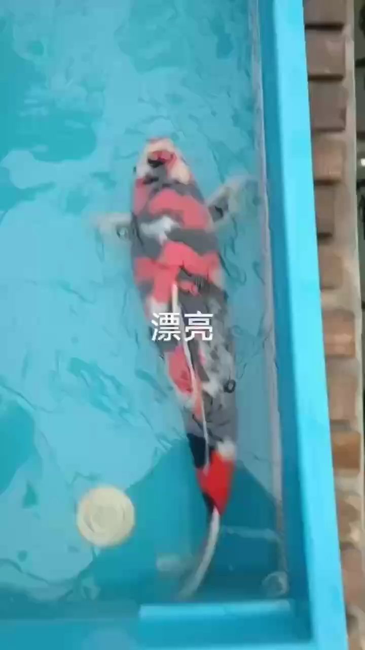 錦鯉65公分大昭和黑熊系 錦鯉65公分大昭和黑熊系 龍魚論壇
