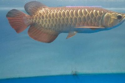 龍魚得了立鱗病怎么辦啊用什么藥vs祥龍魚場：治療龍魚立鱗病的藥物和方法 龍魚得了立鱗病怎么辦啊用什么藥vs祥龍魚場：治療龍魚立鱗病的藥物和方法 vs祥龍魚場 第5張