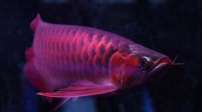 20厘米紅龍魚一年能長多大魚 紅龍魚百科 第2張 20厘米紅龍魚一年能長多大魚 20厘米紅龍魚一年能長多大魚 紅龍魚百科 第2張