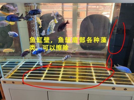 家里買哪種魚缸好（家里買哪種魚缸好養） 家里買哪種魚缸好（家里買哪種魚缸好養） iwish愛唯希品牌魚缸