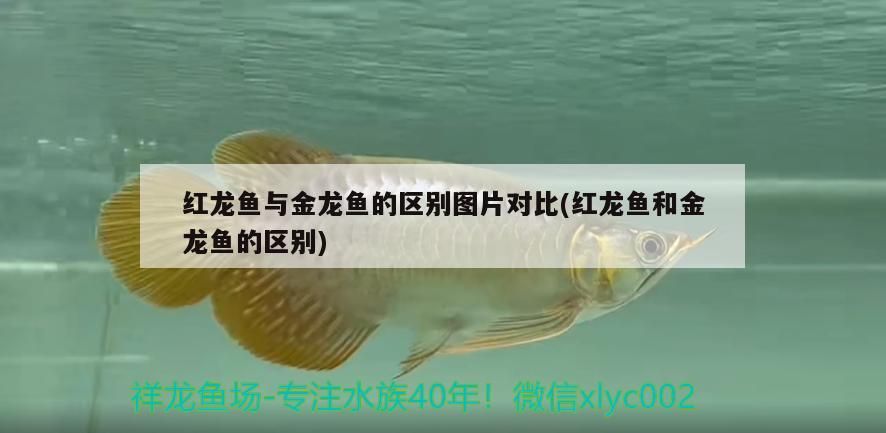 紅龍魚(yú)與金龍魚(yú)的區(qū)別圖片對(duì)比(紅龍魚(yú)和金龍魚(yú)的區(qū)別)