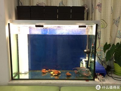 diy魚缸燈燈珠配比：diy魚缸燈燈珠配比方法 diy魚缸燈燈珠配比：diy魚缸燈燈珠配比方法 魚缸百科 第3張