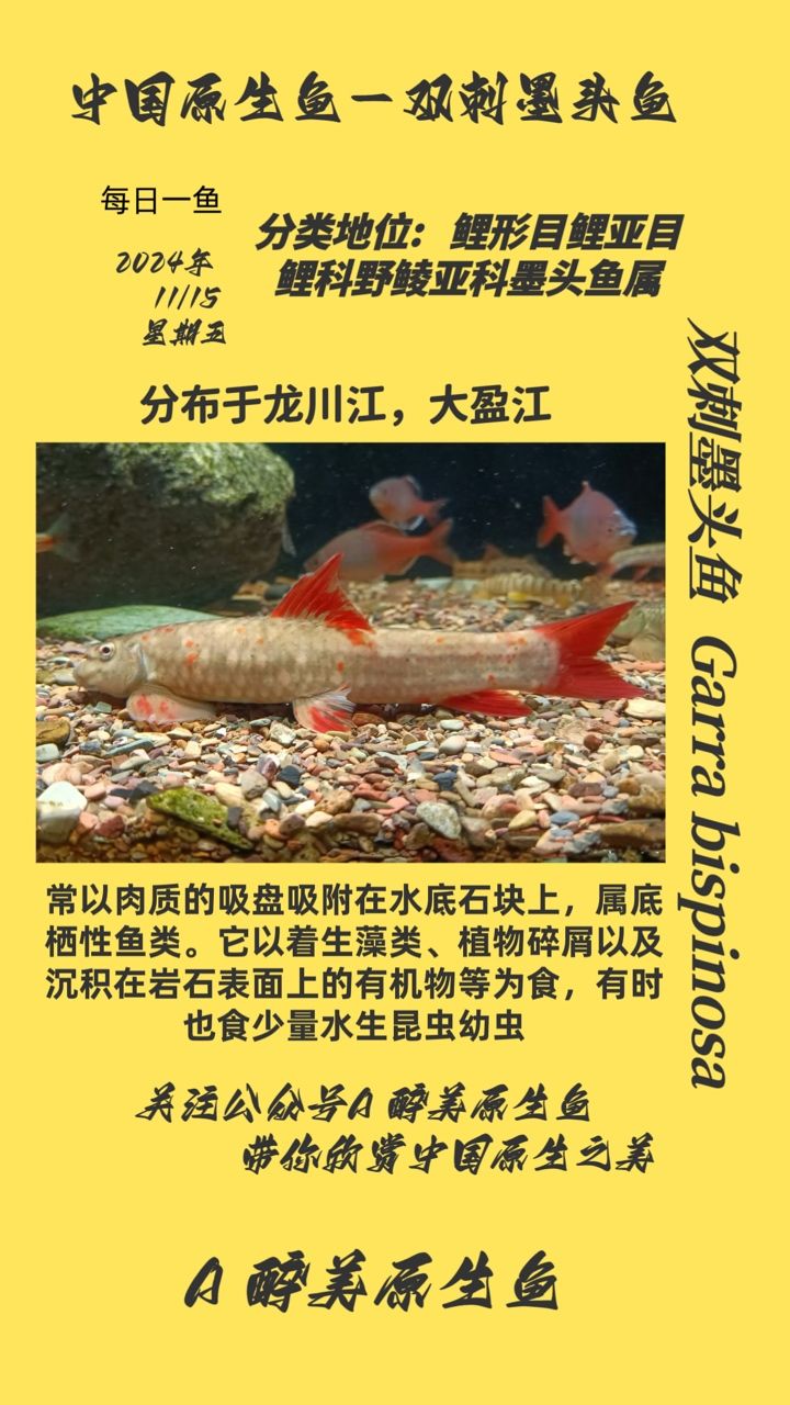 魚缸用增氧泵價格是多少:魚缸增氧機-xtrac增氧機-xtrac增氧機 雙刺墨頭魚 龍魚論壇 雙刺墨頭魚 雙刺墨頭魚 龍魚論壇
