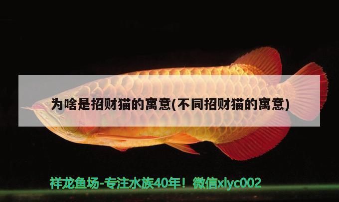 鸚鵡魚和銀龍魚混養(yǎng)怎樣喂食 為啥是招財(cái)貓的寓意(不同招財(cái)貓的寓意) 九鼎魚缸 為啥是招財(cái)貓的寓意(不同招財(cái)貓的寓意) 為啥是招財(cái)貓的寓意(不同招財(cái)貓的寓意) 九鼎魚缸