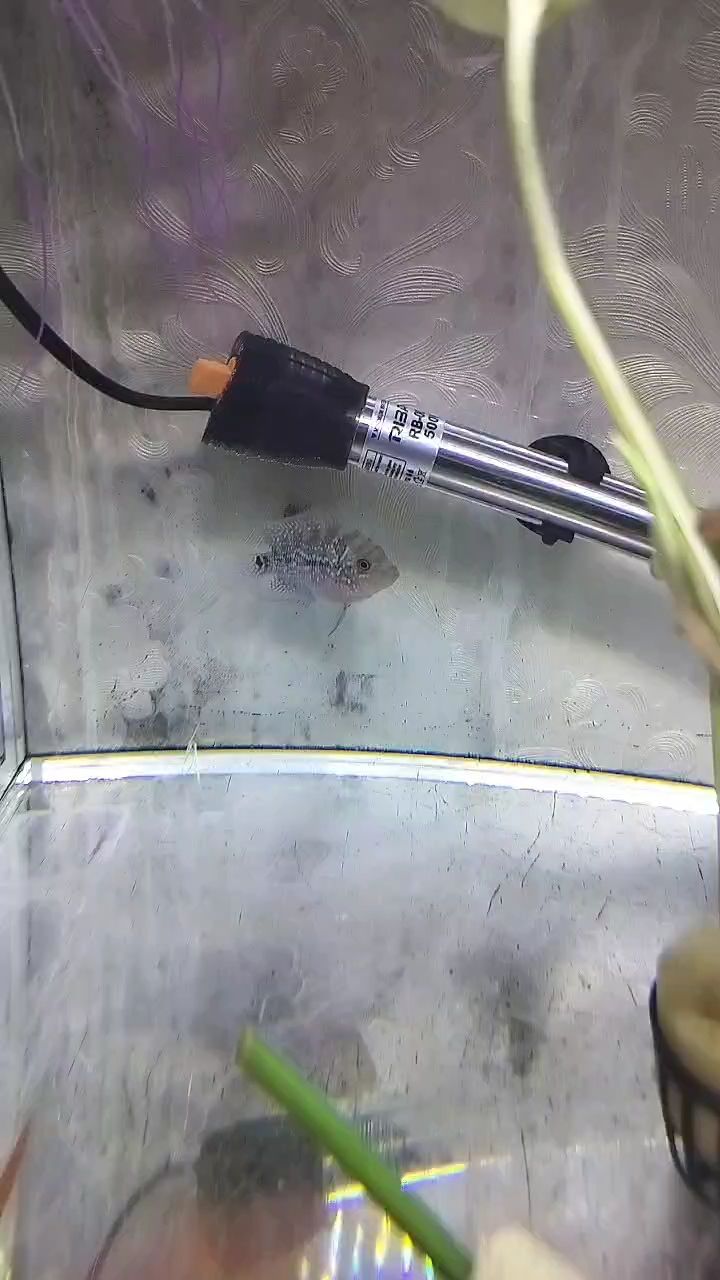 來個視頻小段落