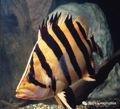 印尼虎魚怎么開口喂食圖片：印尼虎魚喂食方法和注意事項