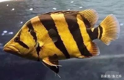 印尼虎魚怎么開口喂食圖片：印尼虎魚喂食方法和注意事項