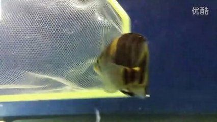 最大的虎魚視頻:65公分30斤重的虎魚 虎魚百科 第1張 最大的虎魚視頻:65公分30斤重的虎魚 最大的虎魚視頻:65公分30斤重的虎魚 虎魚百科 第1張