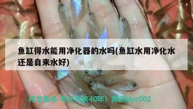 魚缸得水能用凈化器的水嗎(魚缸水用凈化水還是自來水好) 魚缸得水能用凈化器的水嗎(魚缸水用凈化水還是自來水好) 觀賞魚百科