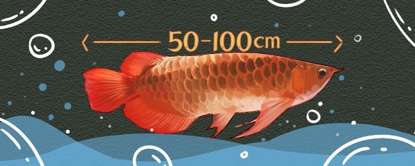 成年紅龍魚能長多少厘米啊：成年紅龍魚的體長因飼養環境和條件不同而有所變化 成年紅龍魚能長多少厘米啊：成年紅龍魚的體長因飼養環境和條件不同而有所變化 紅龍魚百科 第2張