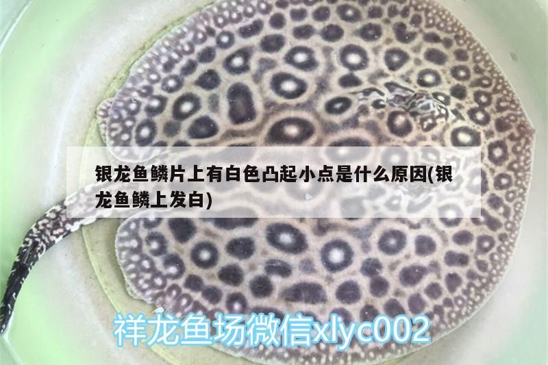 魚缸用增氧泵價格是多少:魚缸增氧機-xtrac增氧機-xtrac增氧機 銀龍魚鱗片上有白色凸起小點是什么原因(銀龍魚鱗上發白) 銀龍魚百科 銀龍魚鱗片上有白色凸起小點是什么原因(銀龍魚鱗上發白) 銀龍魚鱗片上有白色凸起小點是什么原因(銀龍魚鱗上發白) 銀龍魚百科