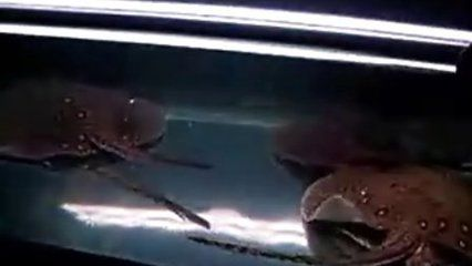 魟魚出生多大可以吃食：魟魚出生后多大可以吃食，具體喂食時間和注意事項