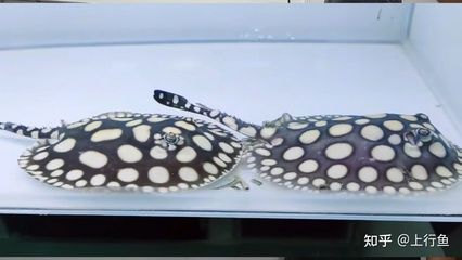 魟魚出生多大可以吃食：魟魚出生后多大可以吃食，具體喂食時間和注意事項