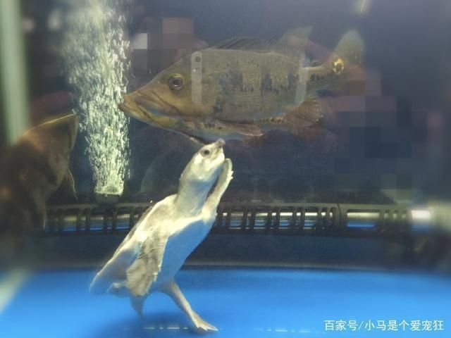 豬鼻龜能繁殖出來嗎圖片：豬鼻龜的繁殖方式