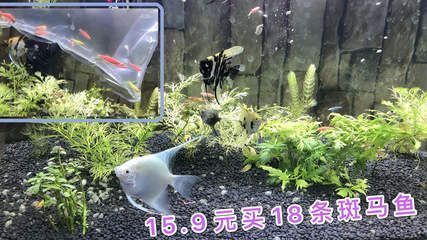 農村養殖什么最可靠？這幾種項目風險低、收益穩！農村養殖什么最可靠？推薦這幾個低風險、穩收益的項目！ 農村養殖什么最可靠？這幾種項目風險低、收益穩！農村養殖什么最可靠？推薦這幾個低風險、穩收益的項目！ 龍魚百科 第2張