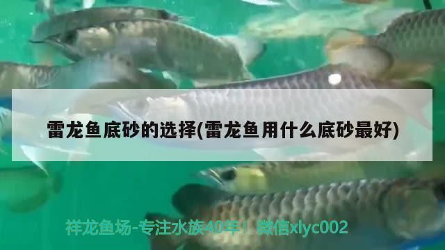 龍魚多大停止生長vs祥龍魚場：龍魚停止生長年齡因種類而異，龍魚生長周期管理如何辨別