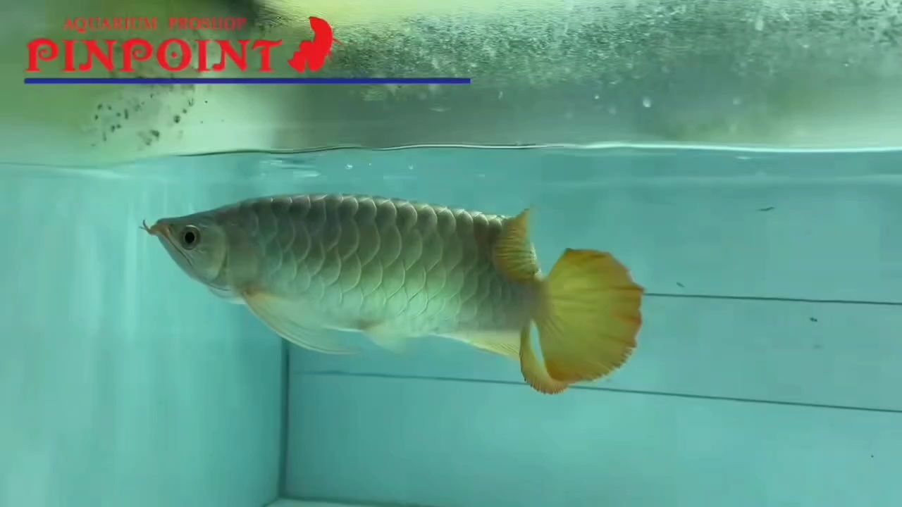 非常壯實(shí)的精品紅龍