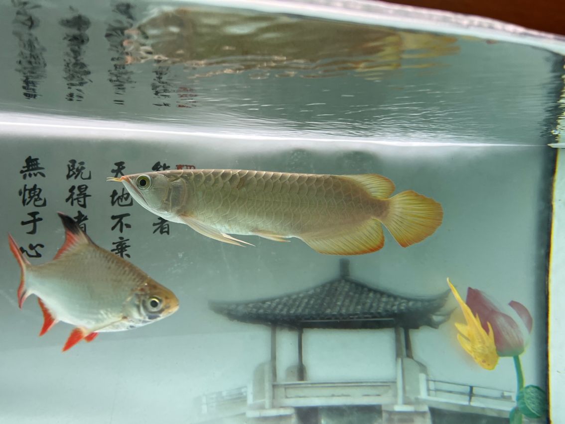 神龍丁丁昭黑限量版 龍魚論壇 第1張 神龍丁丁昭黑限量版 神龍丁丁昭黑限量版 龍魚論壇 第1張