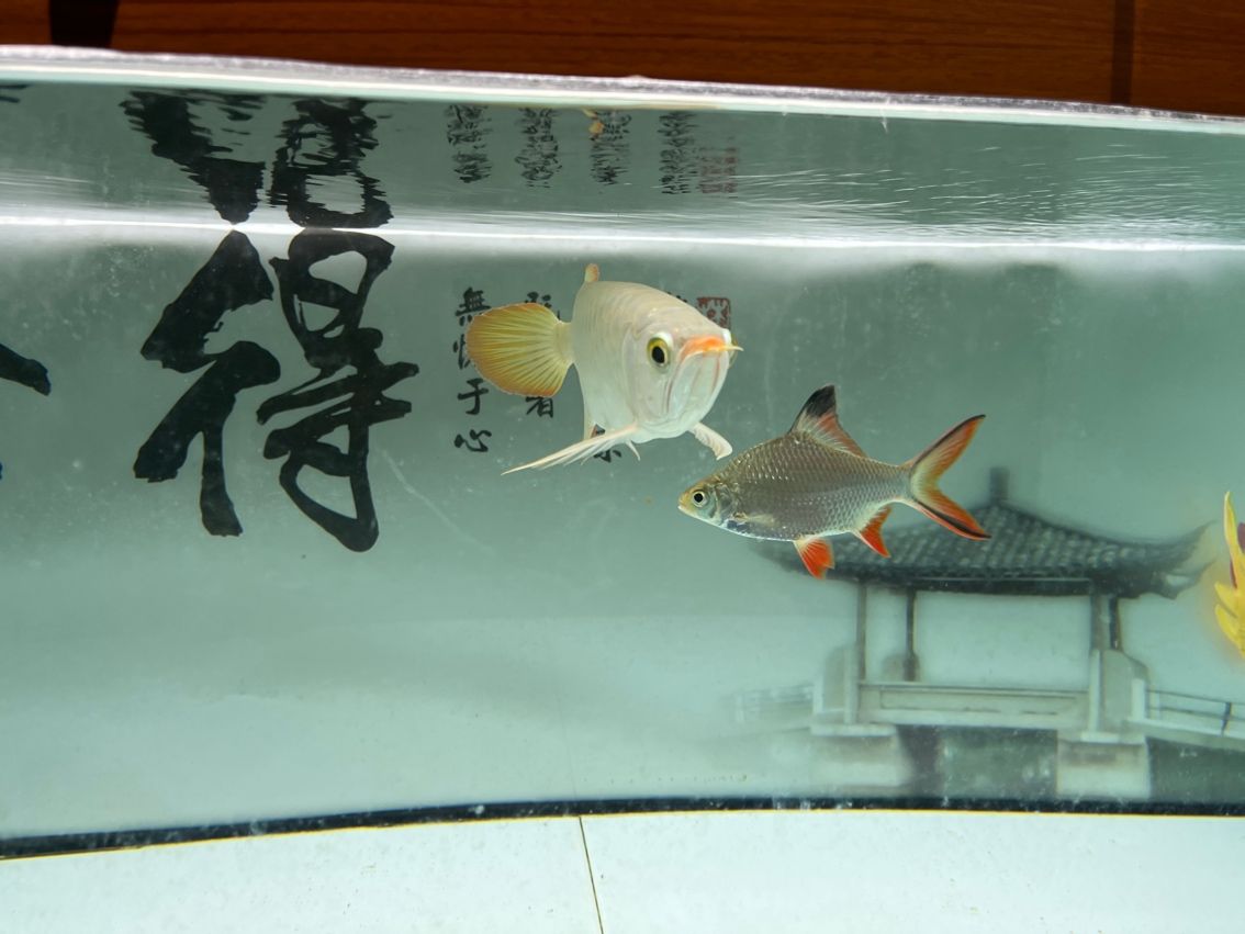 神龍丁丁昭黑限量版 龍魚論壇 第2張 神龍丁丁昭黑限量版 神龍丁丁昭黑限量版 龍魚論壇 第2張