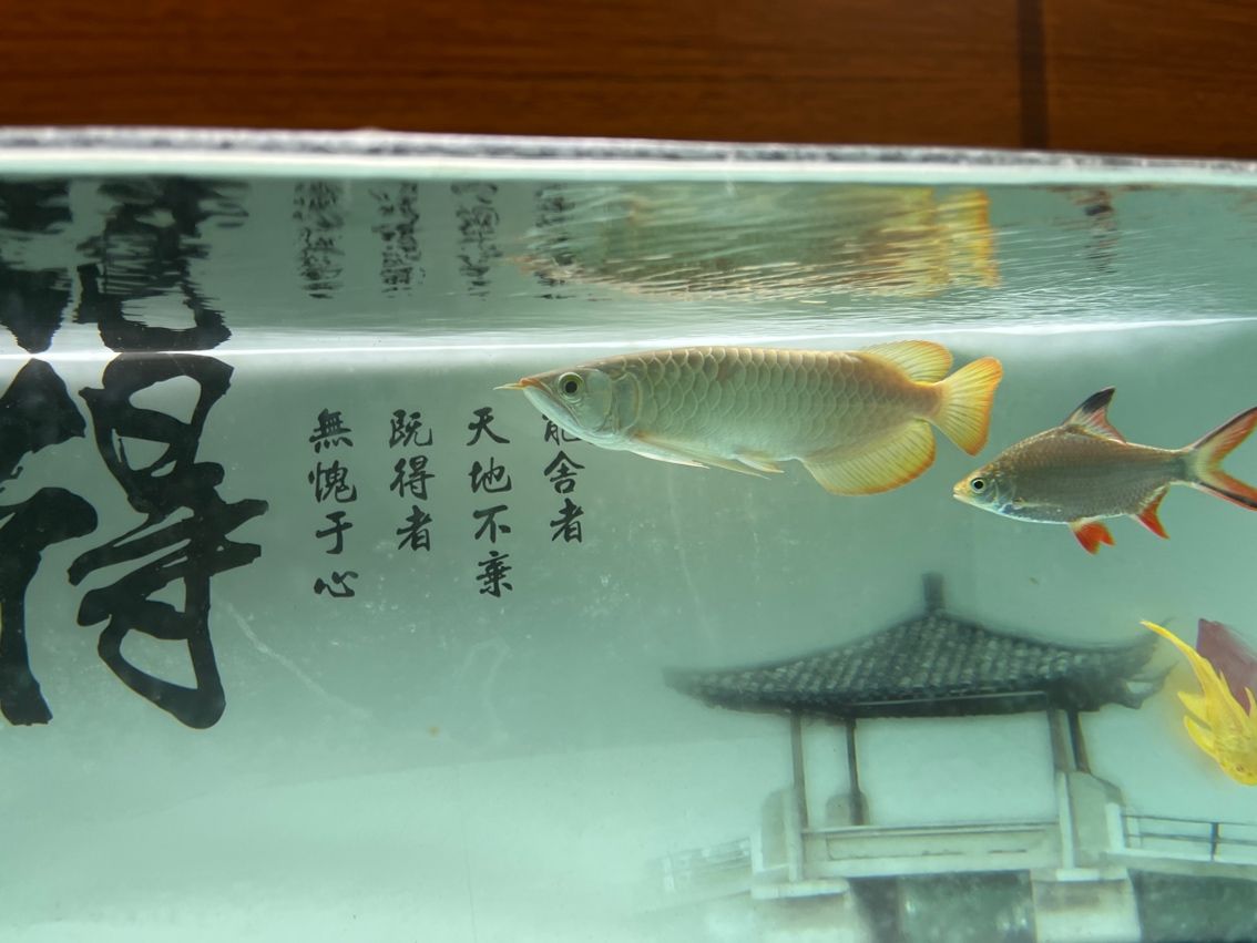 神龍丁丁昭黑限量版 龍魚論壇 第3張 神龍丁丁昭黑限量版 神龍丁丁昭黑限量版 龍魚論壇 第3張