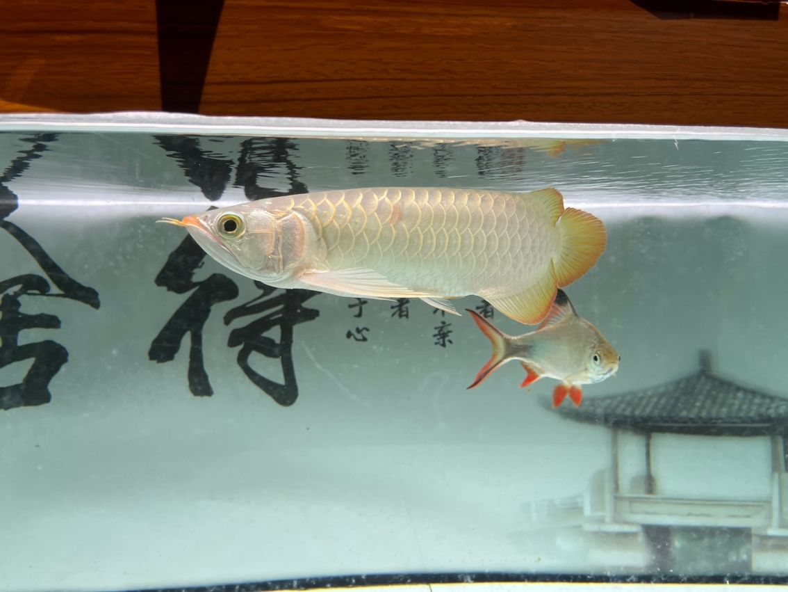 神龍丁丁昭黑限量版 龍魚論壇 第5張 神龍丁丁昭黑限量版 神龍丁丁昭黑限量版 龍魚論壇 第5張