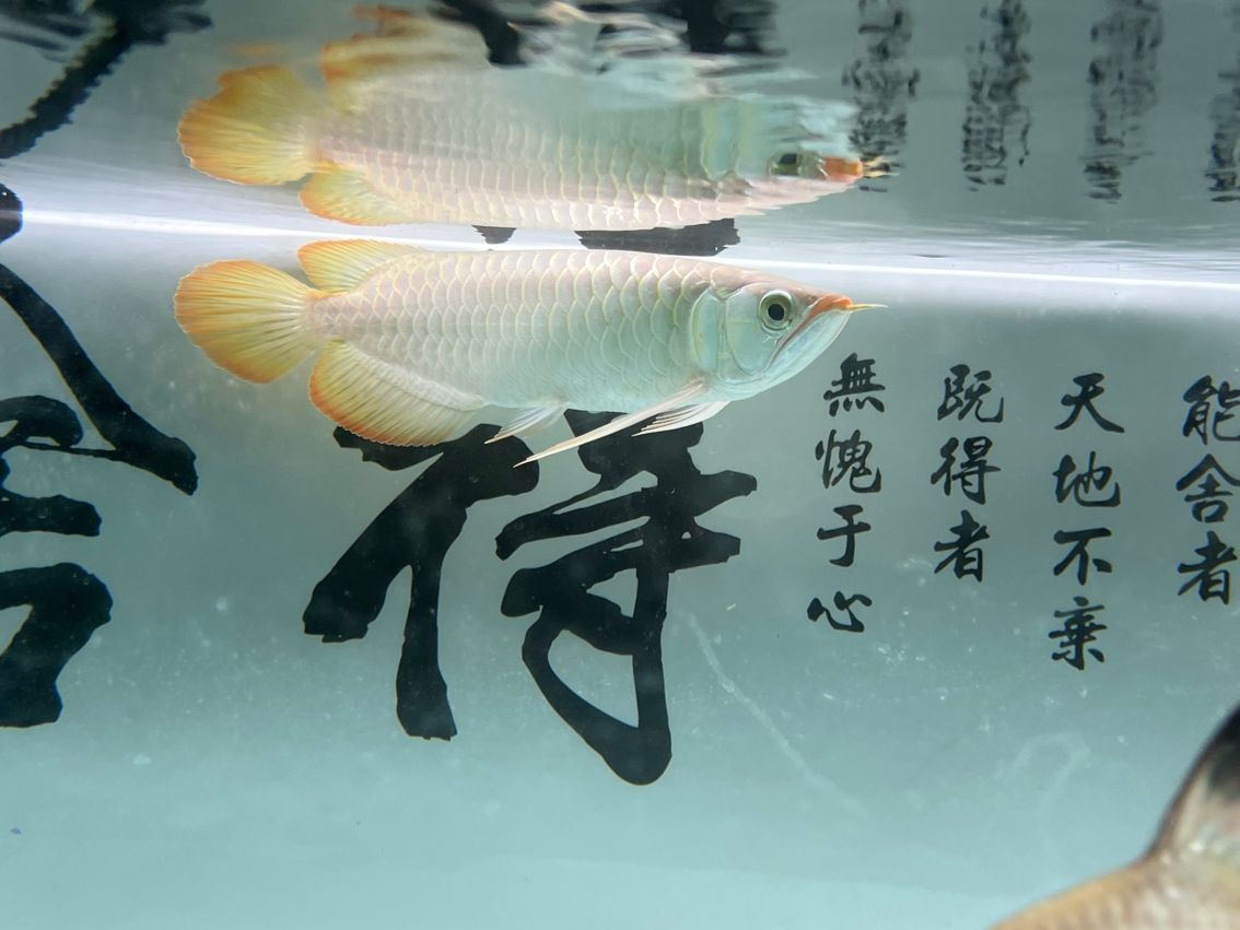 神龍丁丁昭黑限量版 龍魚論壇 第6張 神龍丁丁昭黑限量版 神龍丁丁昭黑限量版 龍魚論壇 第6張