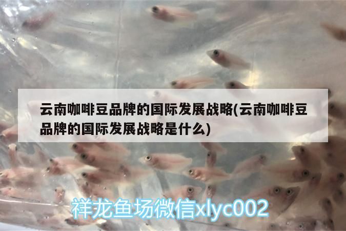 云南咖啡豆品牌的國際發展戰略(云南咖啡豆品牌的國際發展戰略是什么)