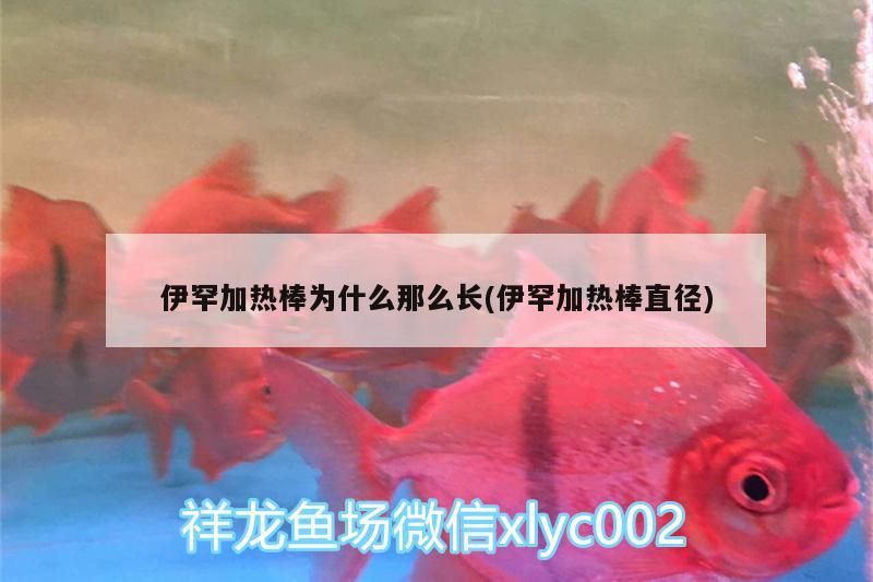 伊罕加熱棒為什么那么長(伊罕加熱棒直徑) 伊罕加熱棒為什么那么長(伊罕加熱棒直徑) 伊罕水族
