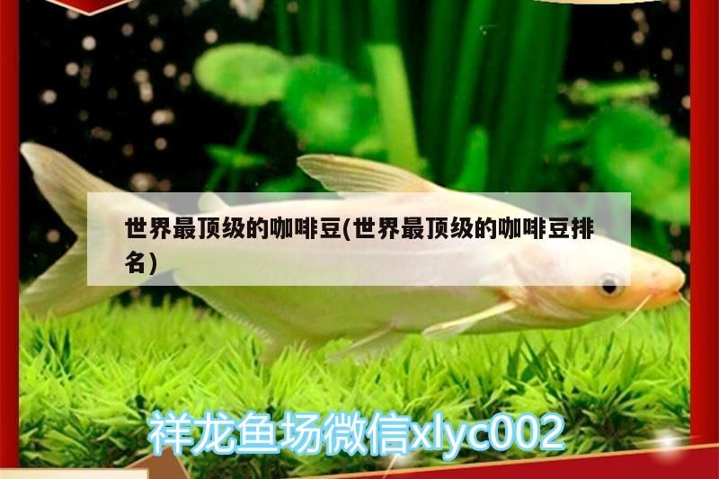 我的虎魚真菌感染了要怎么處理 世界最頂級的咖啡豆(世界最頂級的咖啡豆排名) 馬來西亞咖啡 世界最頂級的咖啡豆(世界最頂級的咖啡豆排名) 世界最頂級的咖啡豆(世界最頂級的咖啡豆排名) 馬來西亞咖啡