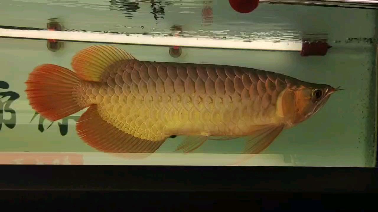 頂燈加側燈，上色刷油漆