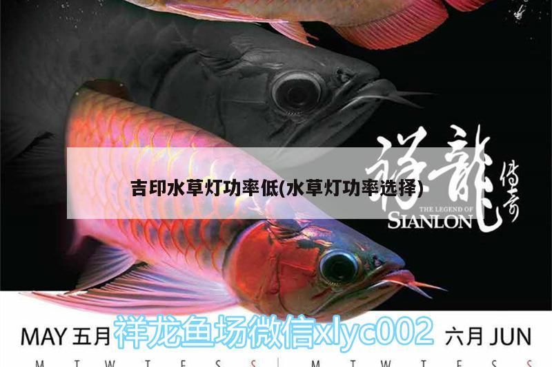 吉印水草燈功率低(水草燈功率選擇) 吉印水草燈功率低(水草燈功率選擇) 吉印水族 第2張