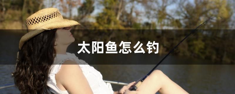 太陽魚怎么釣 太陽魚怎么釣 觀賞魚百科 第1張
