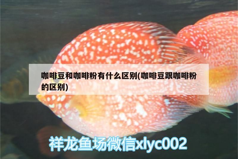 咖啡豆和咖啡粉有什么區別(咖啡豆跟咖啡粉的區別)