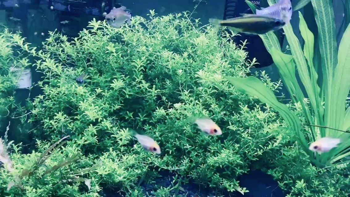 好安逸