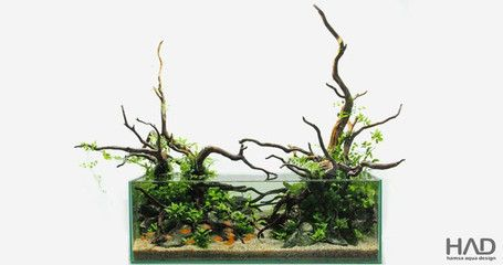 60厘米魚缸水草造景圖片：60厘米魚缸水草造景圖片展示不同類型的水草造景