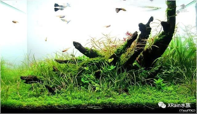 60厘米魚缸水草造景圖片：60厘米魚缸水草造景圖片展示不同類型的水草造景