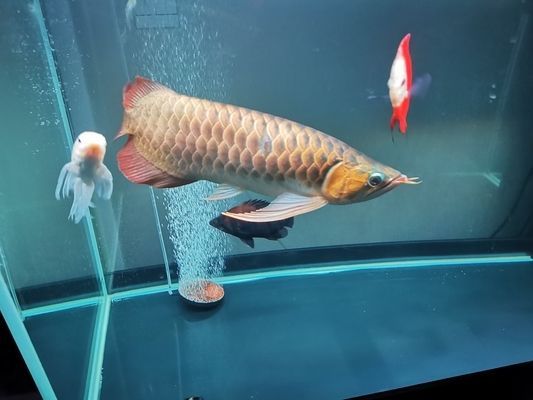 紅龍魚和虎魚混養用什么背景圖最好看：紅龍魚和虎魚混養缸如何選擇背景圖 紅龍魚和虎魚混養用什么背景圖最好看：紅龍魚和虎魚混養缸如何選擇背景圖 紅龍魚百科 第3張