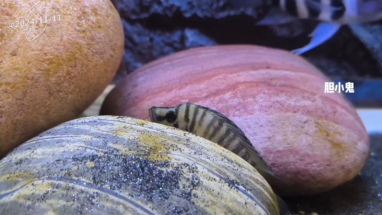 換水狀態下的黃金虎
