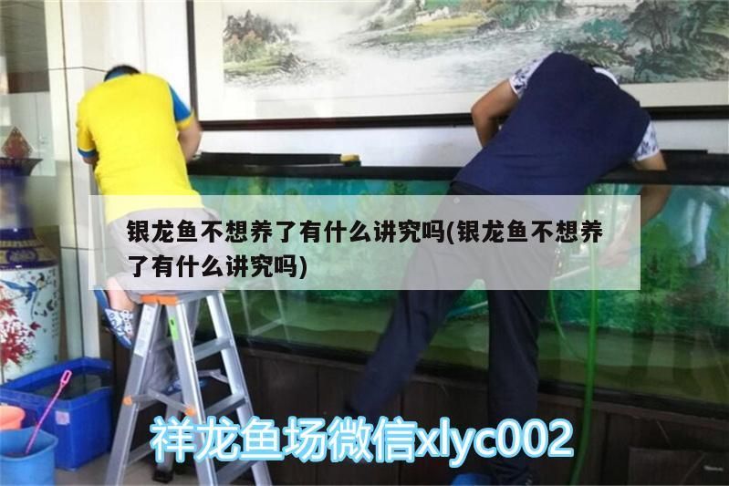 銀龍魚不想養了有什么講究嗎(銀龍魚不想養了有什么講究嗎)