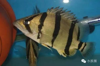 虎魚黑紋不黑什么原因：虎魚黑紋不黑可能有多種原因 虎魚黑紋不黑什么原因：虎魚黑紋不黑可能有多種原因 虎魚百科 第3張