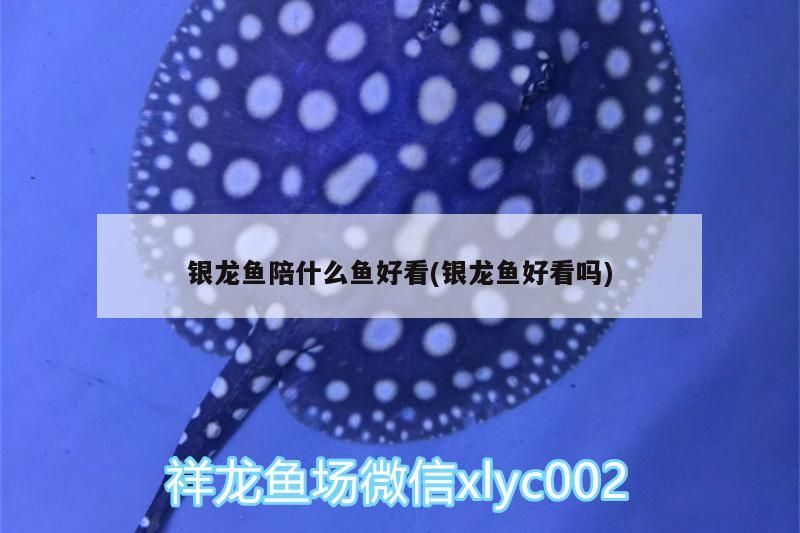 銀龍魚陪什么魚好看(銀龍魚好看嗎) 銀龍魚陪什么魚好看(銀龍魚好看嗎) 銀龍魚百科