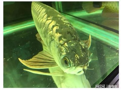 龍魚吧魟魚的刺吃了：龍魚誤食魟魚刺怎么辦
