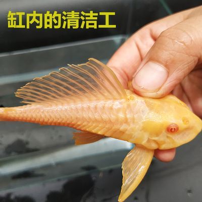 15公分的魟魚吃什么：15公分的魟魚可以喂食什么？
