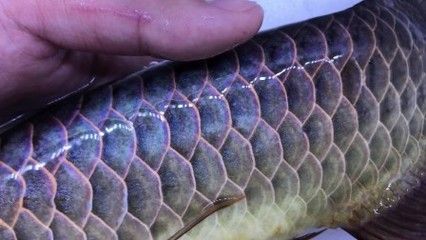 15公分的魟魚吃什么：15公分的魟魚可以喂食什么？