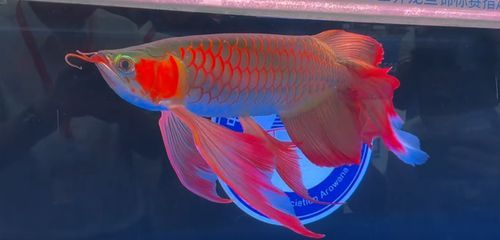 15公分的魟魚吃什么：15公分的魟魚可以喂食什么？